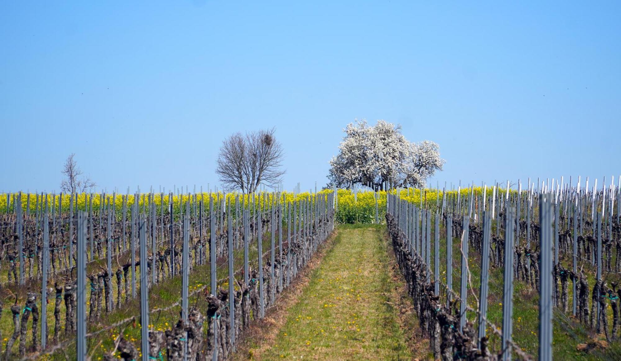 Corro de Vall Rincon De Piedra Bcn酒店 外观 照片